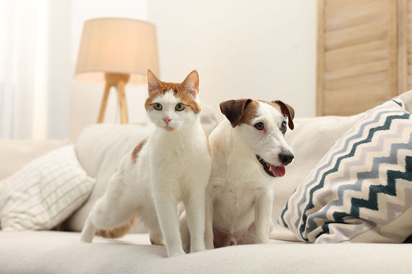 Pet Protection